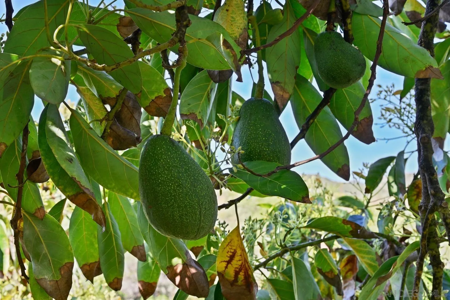 1282 Olive Avenue Fallbrook, CA 92028 - Photo 43 of 55