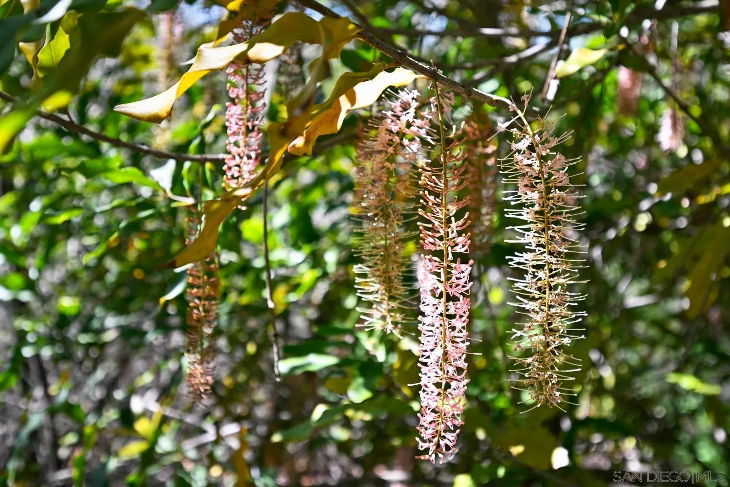 1282 Olive Avenue Fallbrook, CA 92028 - Photo 44 of 55
