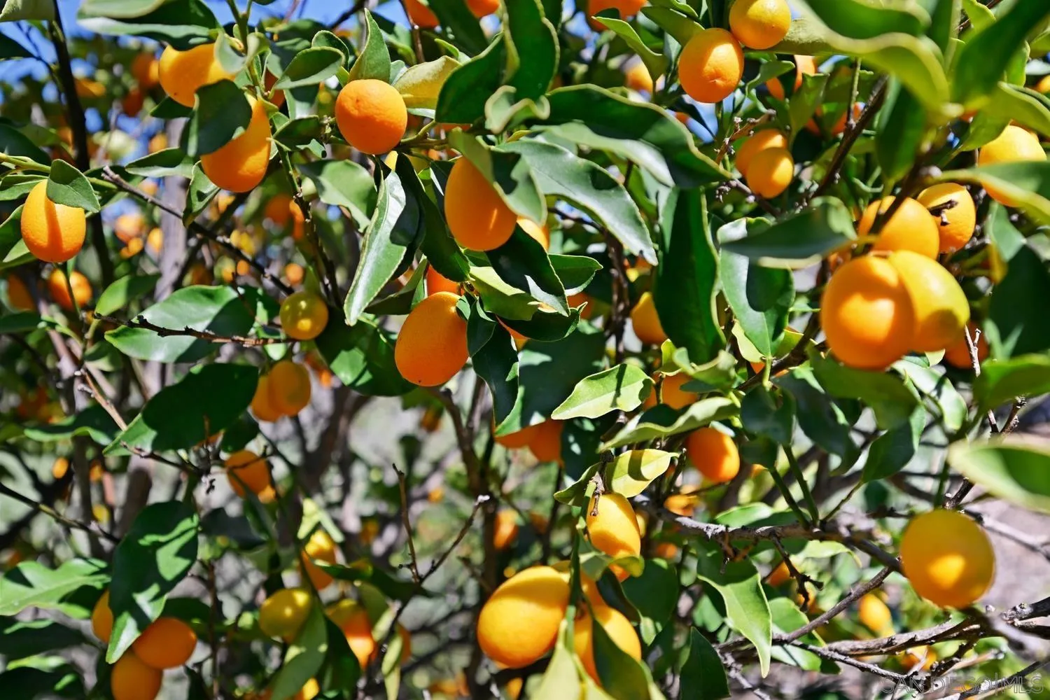 1282 Olive Avenue Fallbrook, CA 92028 - Photo 45 of 55 a view of flowers in a tree