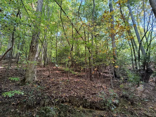 a view of a forest with trees in the background