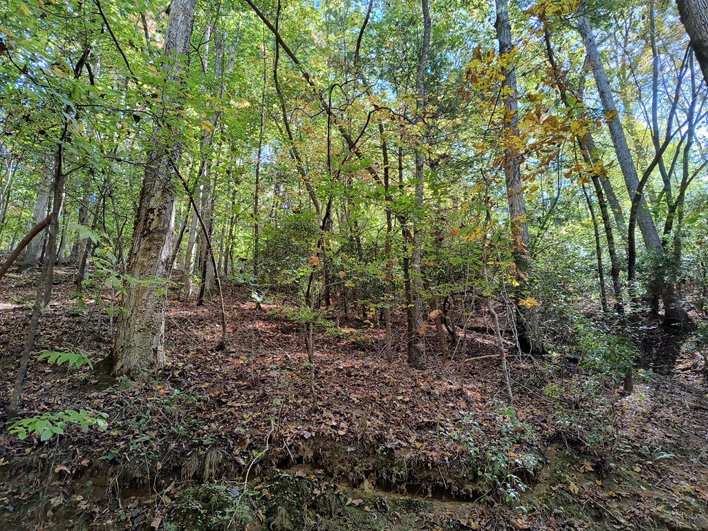 a view of a forest with trees in the background