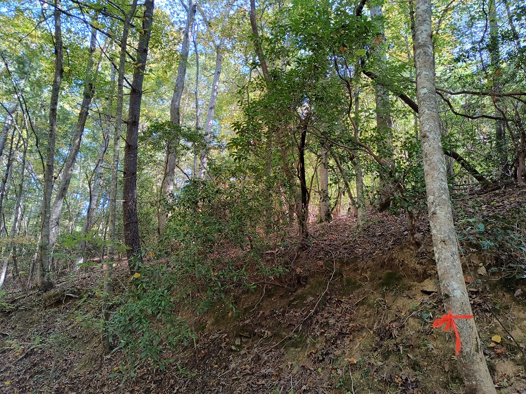 Lot 334 Cold Stream Ellijay, GA 30540 - Photo 2 of 5 a view of forest