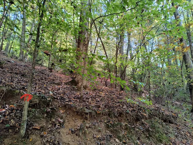 a view of a forest with trees