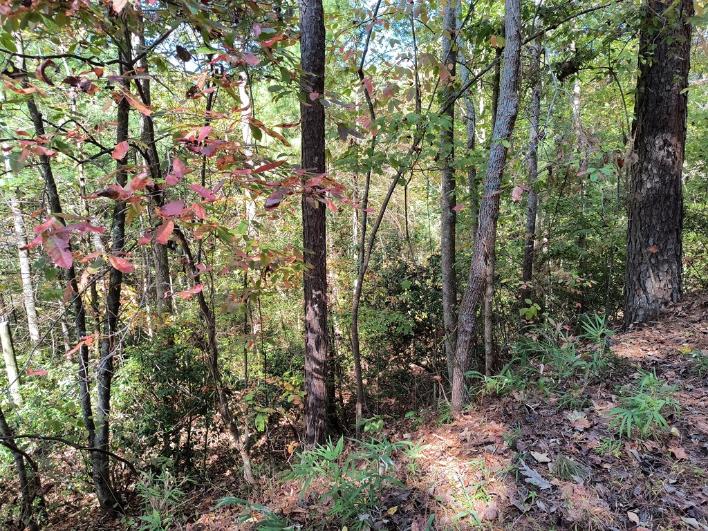 Lot 334 Cold Stream Ellijay, GA 30540 - Photo 5 of 5 a backyard of a house with lots of trees