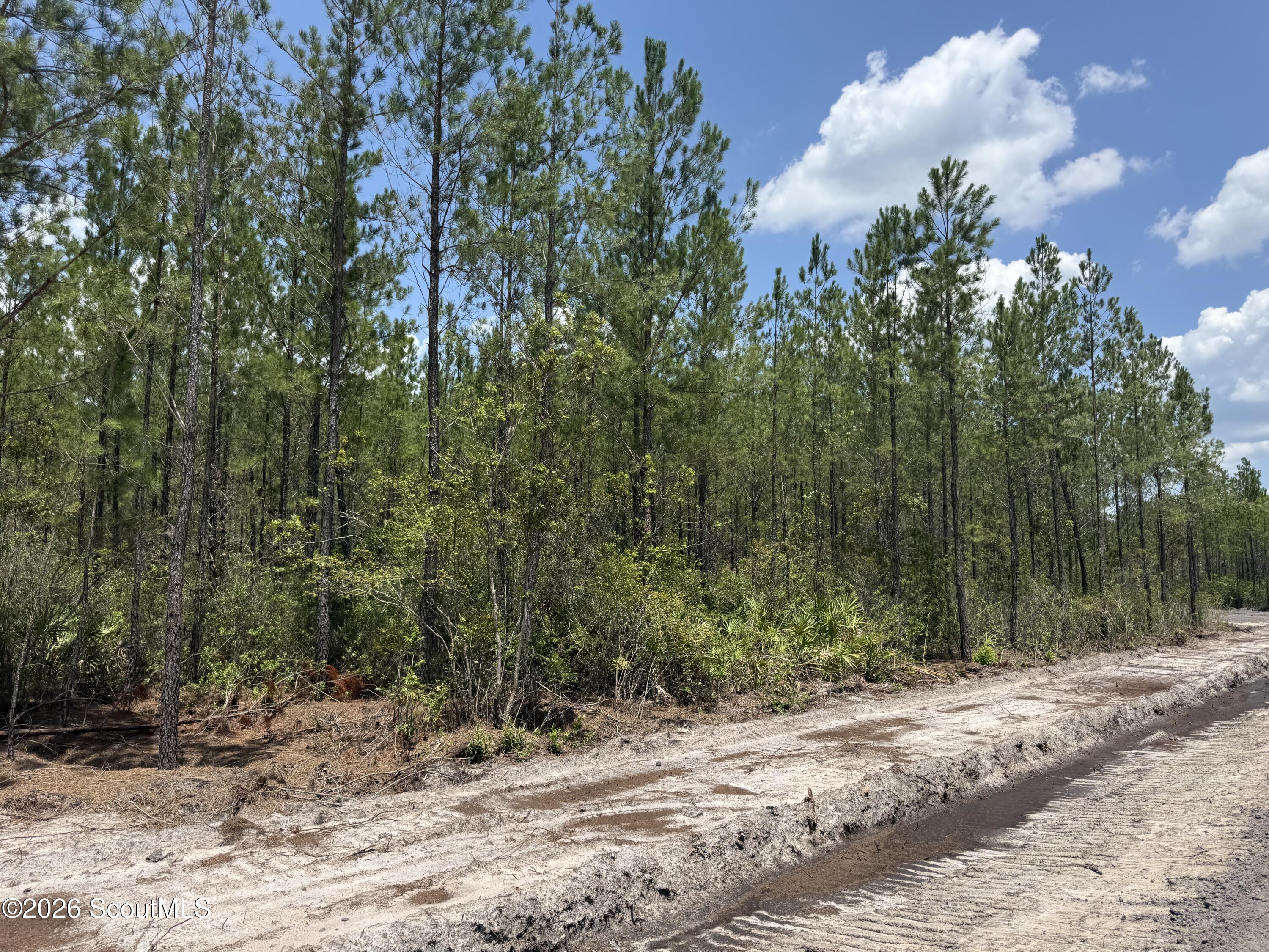 Lot 8 Corbitt Road, Unit LOT 8 Manor, GA 31550 - Photo 6 of 10 IMG_8033
