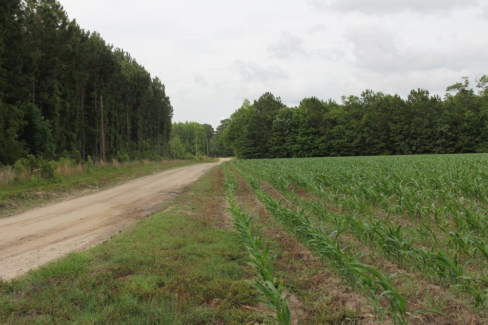 Calgary Road Cope, SC 29038 - Photo 11 of 23 Photo 11