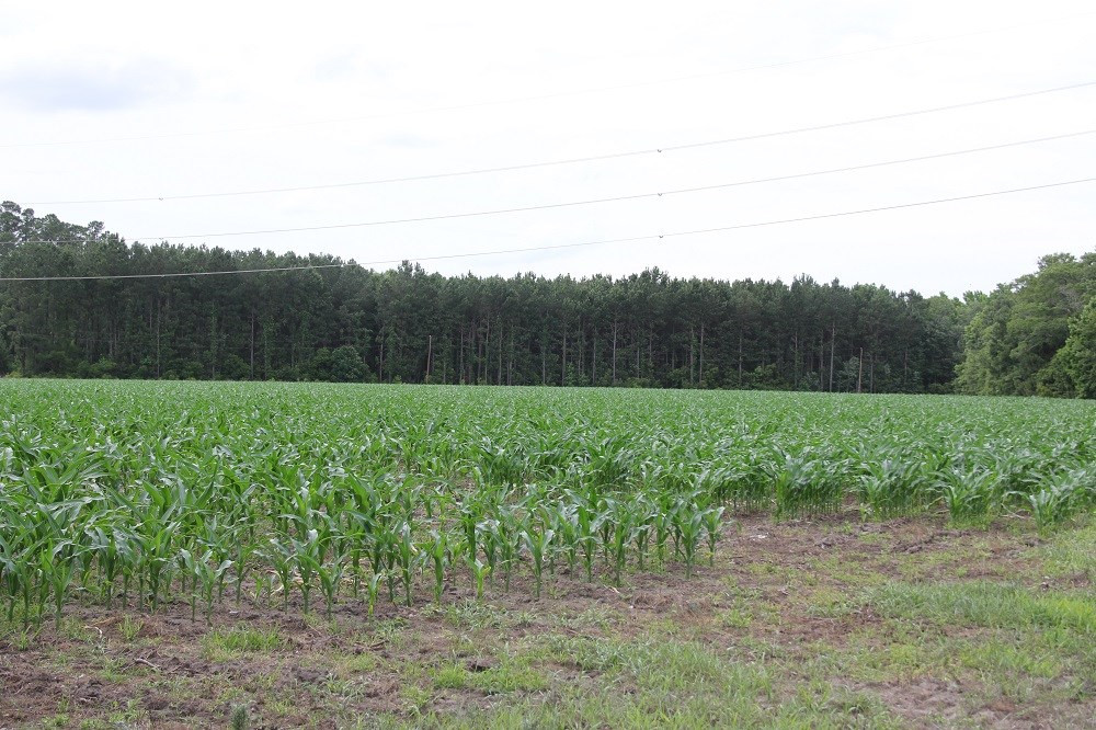 Calgary Road Cope, SC 29038 - Photo 14 of 23 Photo 14