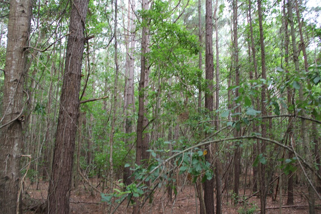 Calgary Road Cope, SC 29038 - Photo 8 of 23 Photo 8