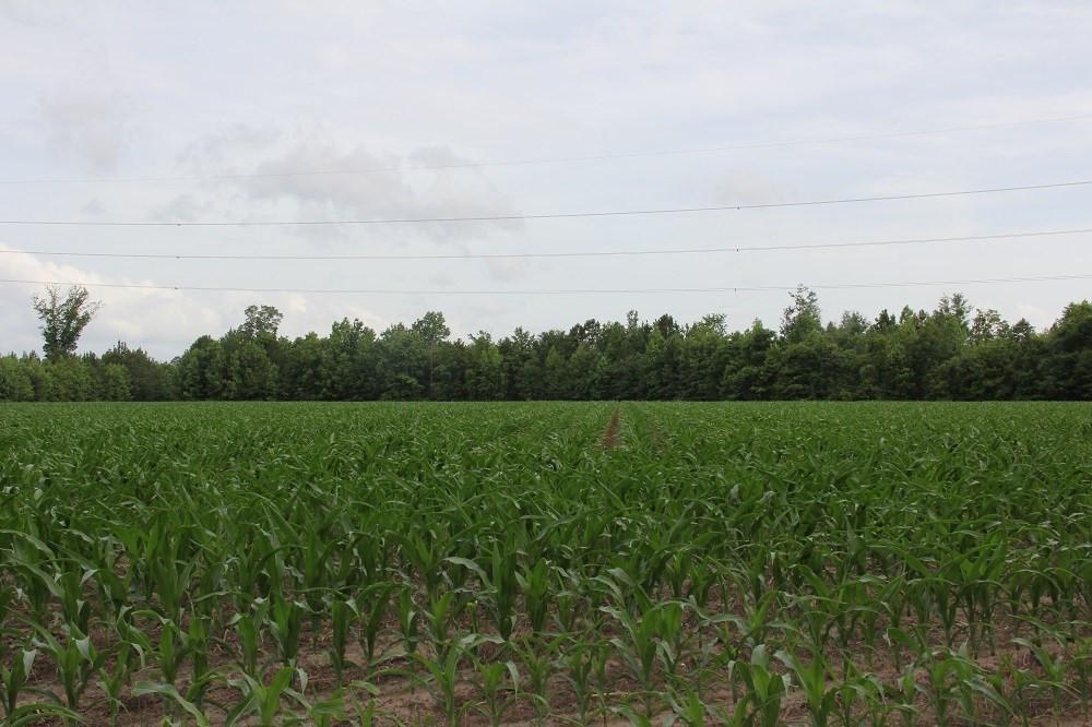 Calgary Road Cope, SC 29038 - Photo 10 of 23 Photo 10