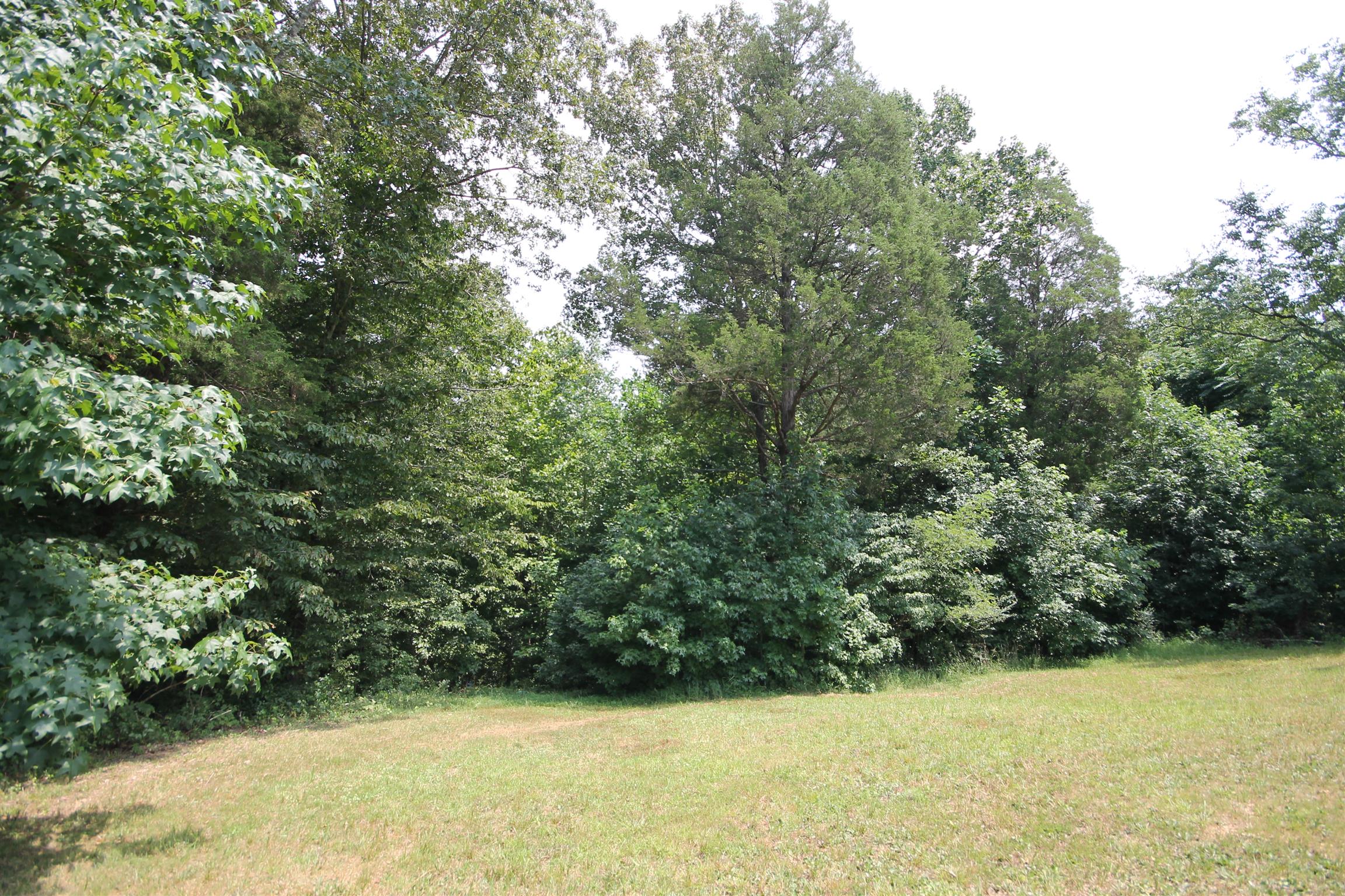 2195 River Road Clarksville, TN 37040 - Photo 4 of 18 a view of a yard with a tree
