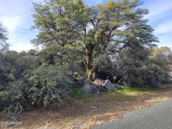 a view of a forest with a tree