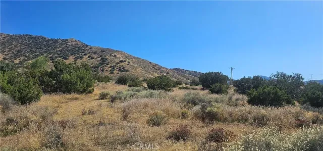 a view of a dry yard with trees in the background