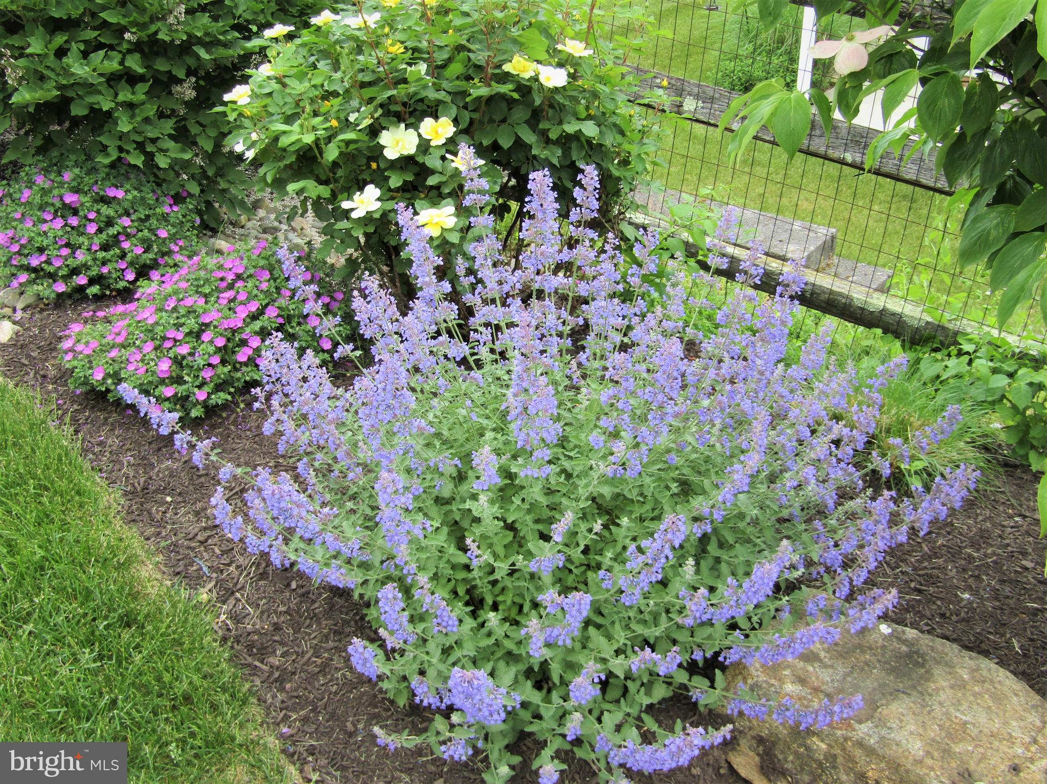 164 Davish Road Coatesville, PA 19320 - Photo 69 of 80 Back yard gardens at 164 Davish Rd.