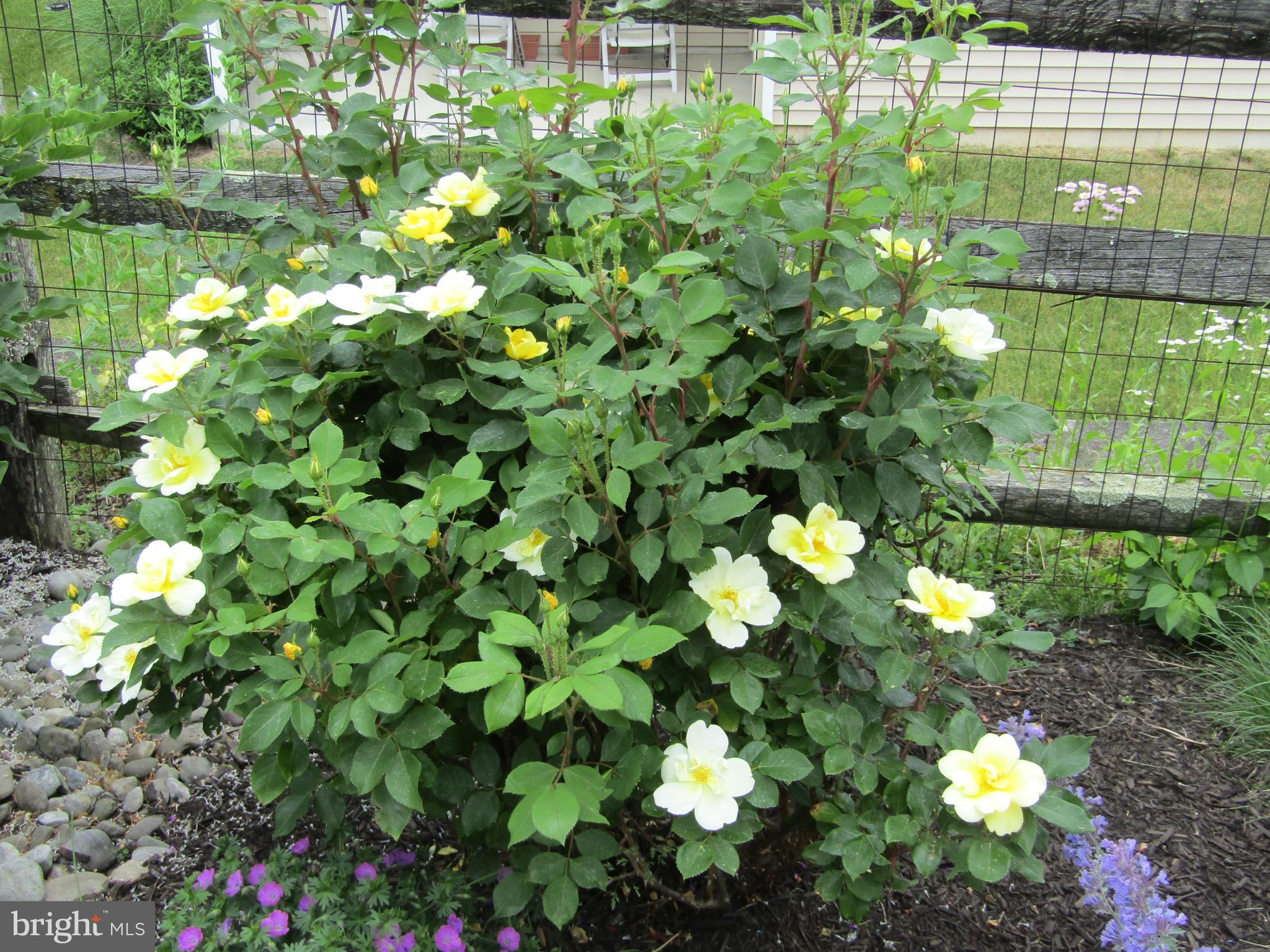164 Davish Road Coatesville, PA 19320 - Photo 74 of 80 Back garden in bloom