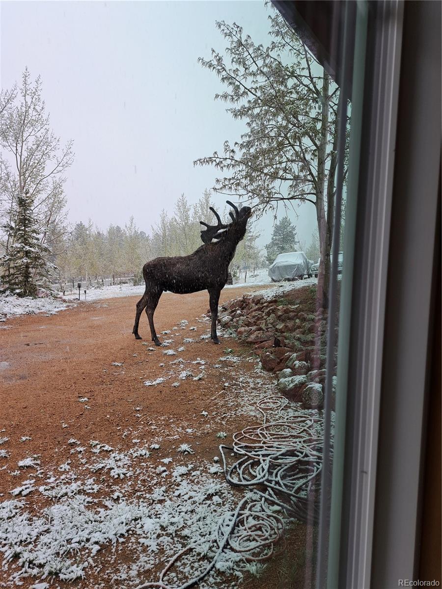 388 Clark Road Bailey, CO 80421 - Photo 39 of 50 a view of a yard