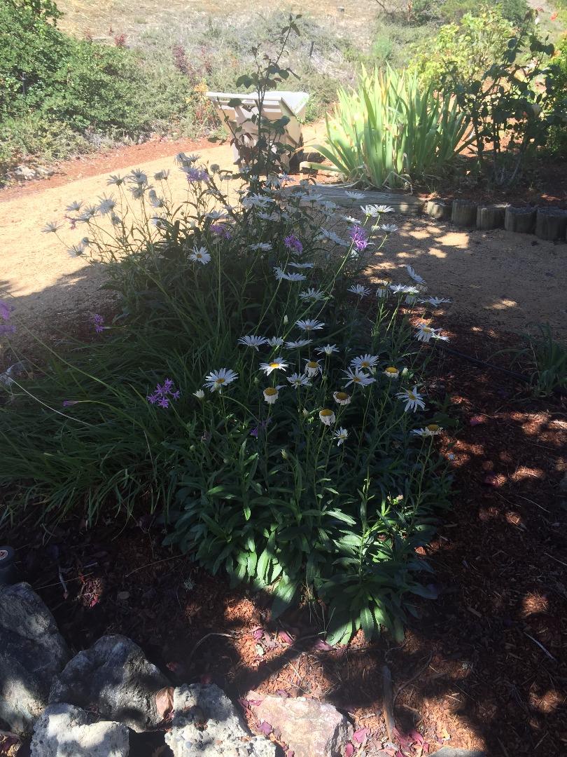 8485 Pharmer Road Gilroy, CA 95020 - Photo 28 of 47 a view of a tree