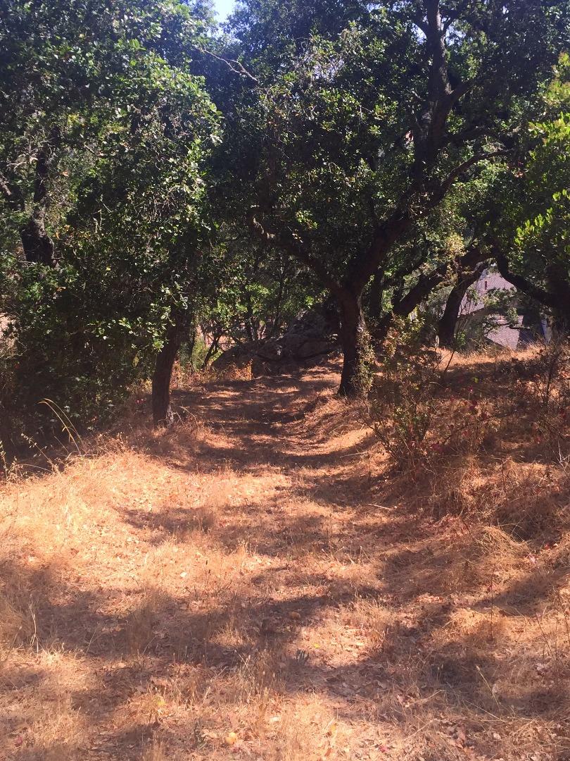 8485 Pharmer Road Gilroy, CA 95020 - Photo 29 of 47 a view of a yard with a tree