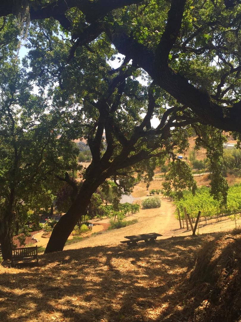 8485 Pharmer Road Gilroy, CA 95020 - Photo 31 of 47 a view of a tree in a yard