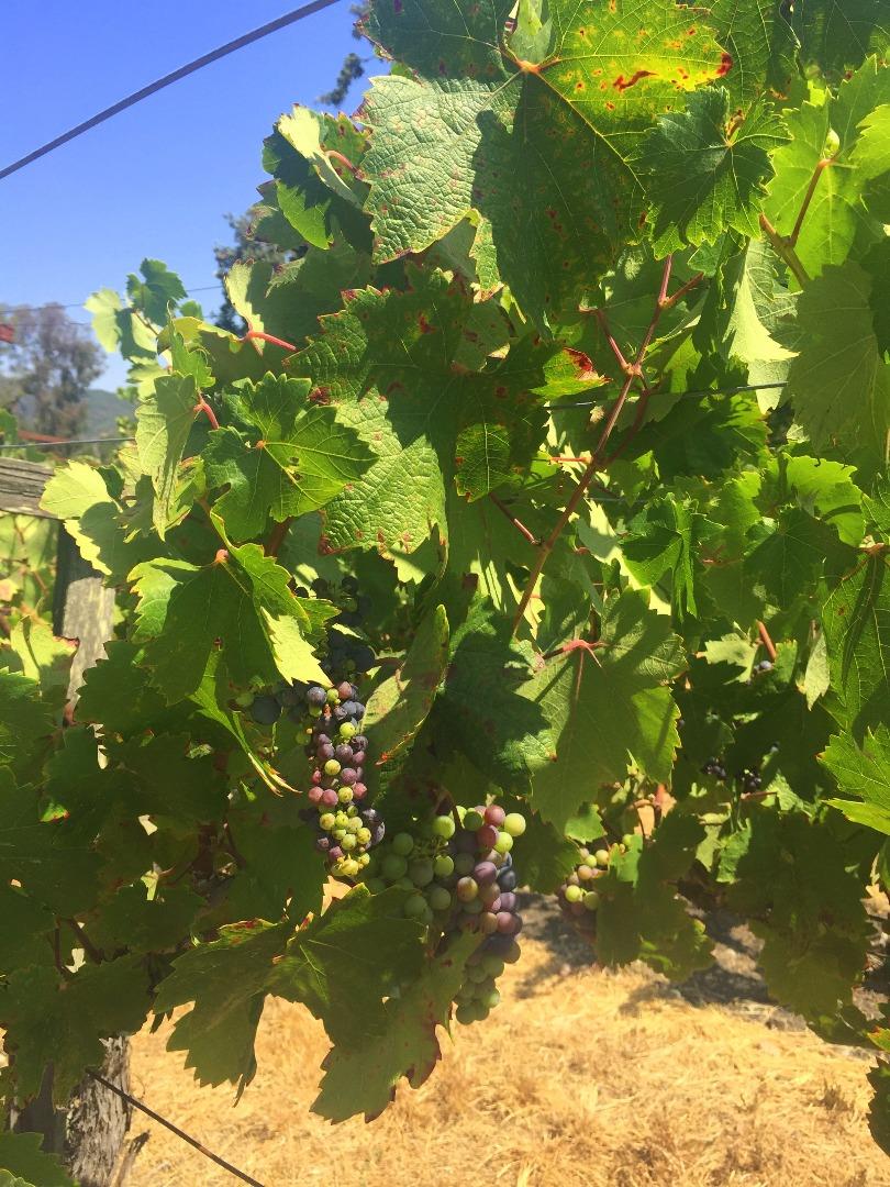 8485 Pharmer Road Gilroy, CA 95020 - Photo 36 of 47 a backyard of a house