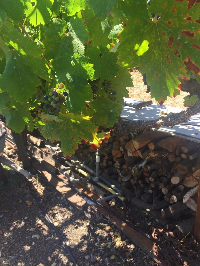 8485 Pharmer Road Gilroy, CA 95020 - Photo 42 of 47 a view of a tree