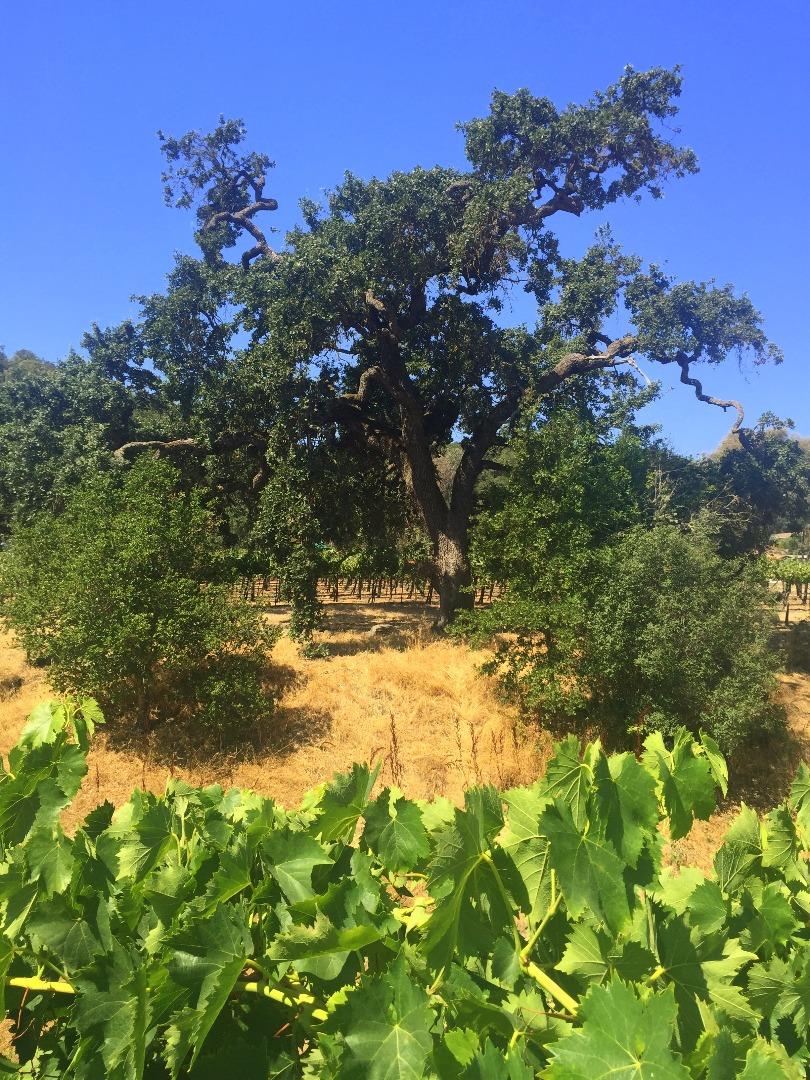 8485 Pharmer Road Gilroy, CA 95020 - Photo 43 of 47 a view of a yard with a tree
