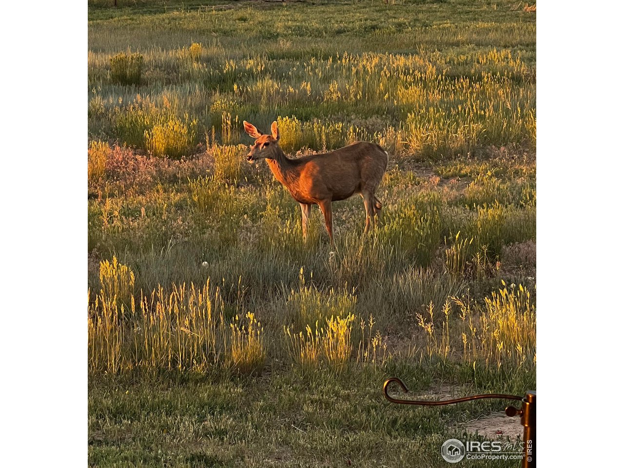 11837 County Road 39 Fort Lupton, CO 80621 - Photo 40 of 43
