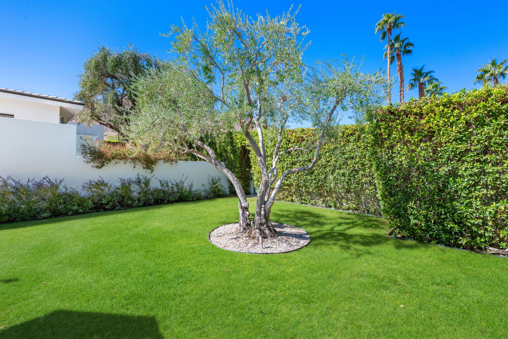 70288 Calico Road Rancho Mirage, CA 92270 - Photo 63 of 72 a large tree in middle of the green field