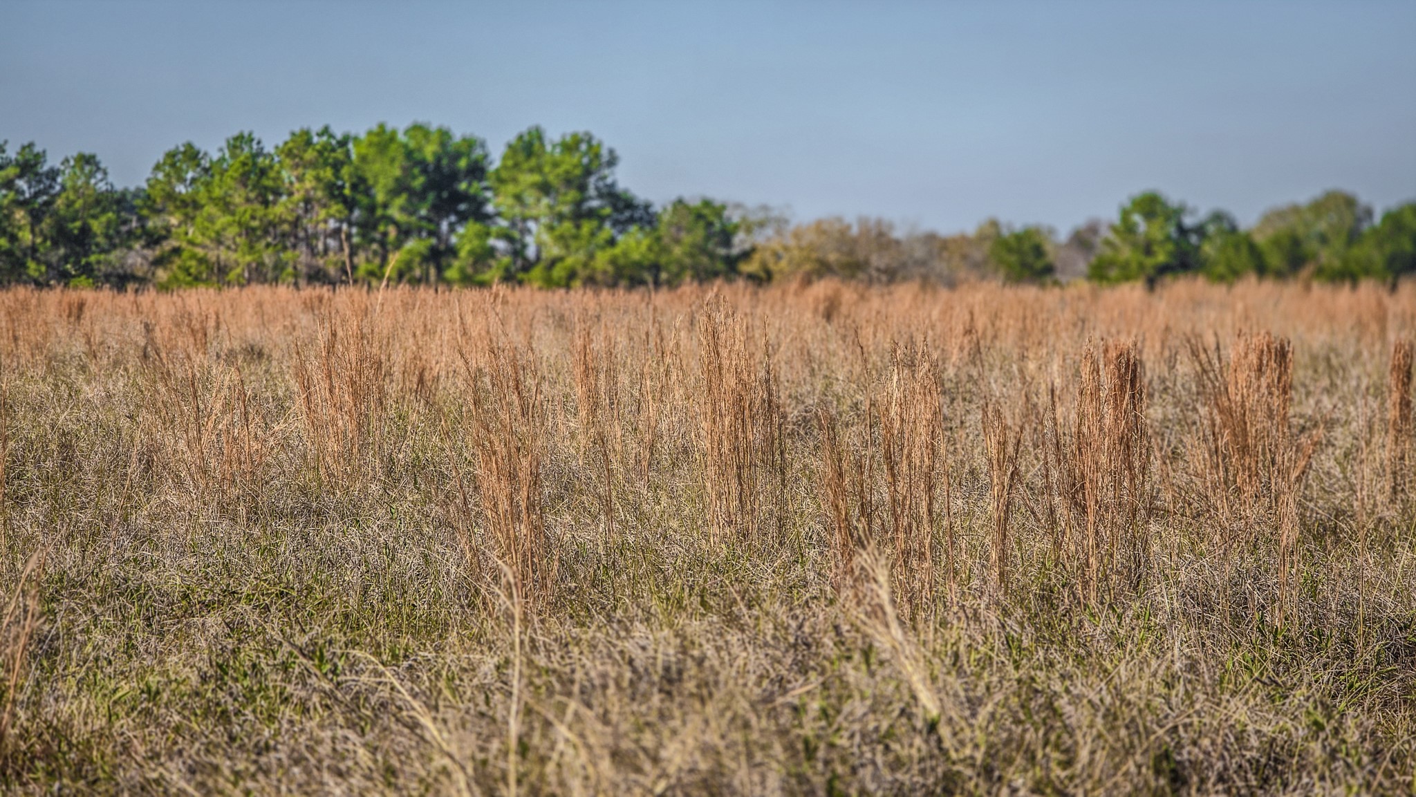 1 Podraza Road New Waverly, TX 77358 - Photo 14 of 28 a view of a garden