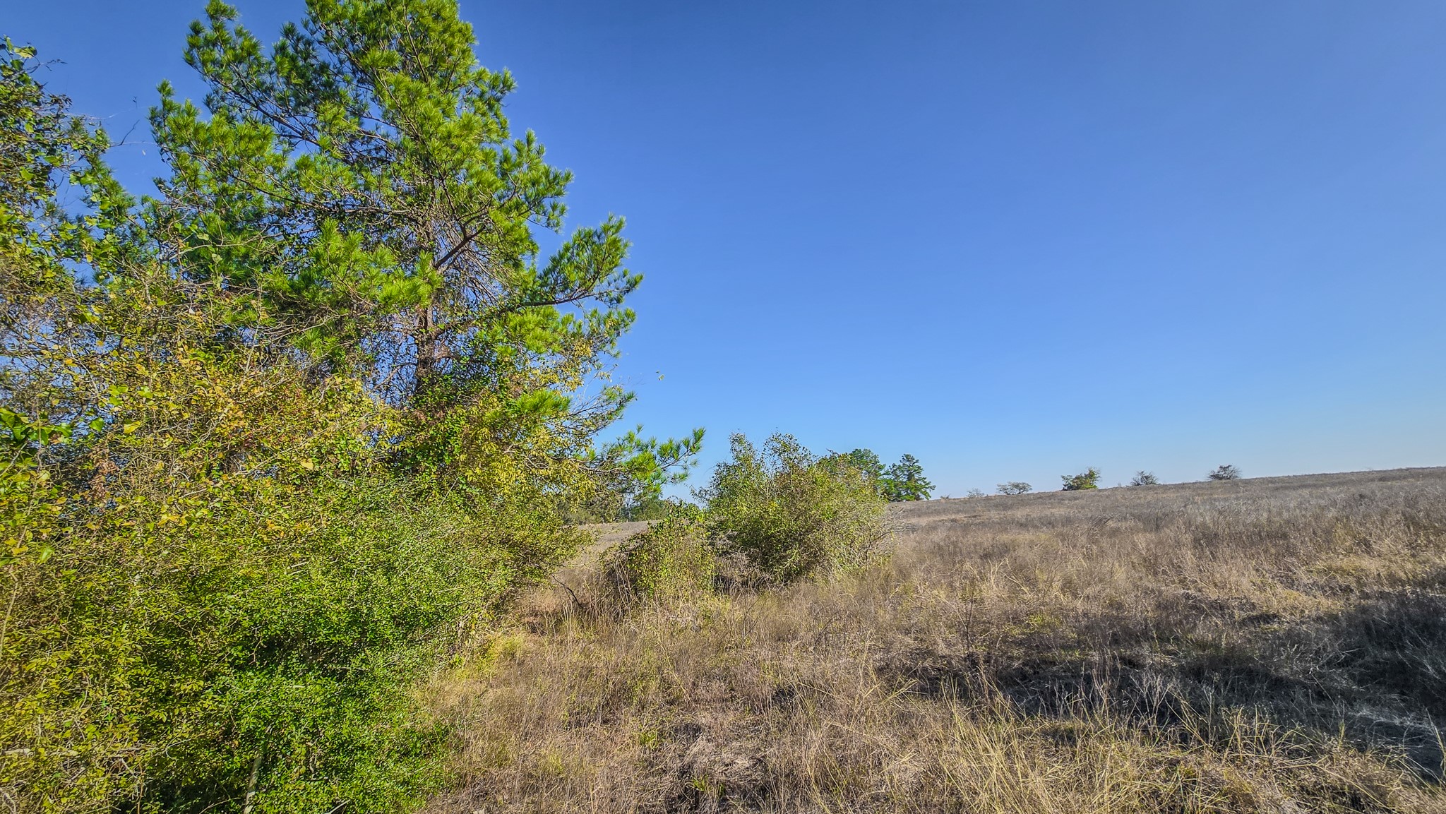 1 Podraza Road New Waverly, TX 77358 - Photo 7 of 28 a view of a bunch of trees and bushes