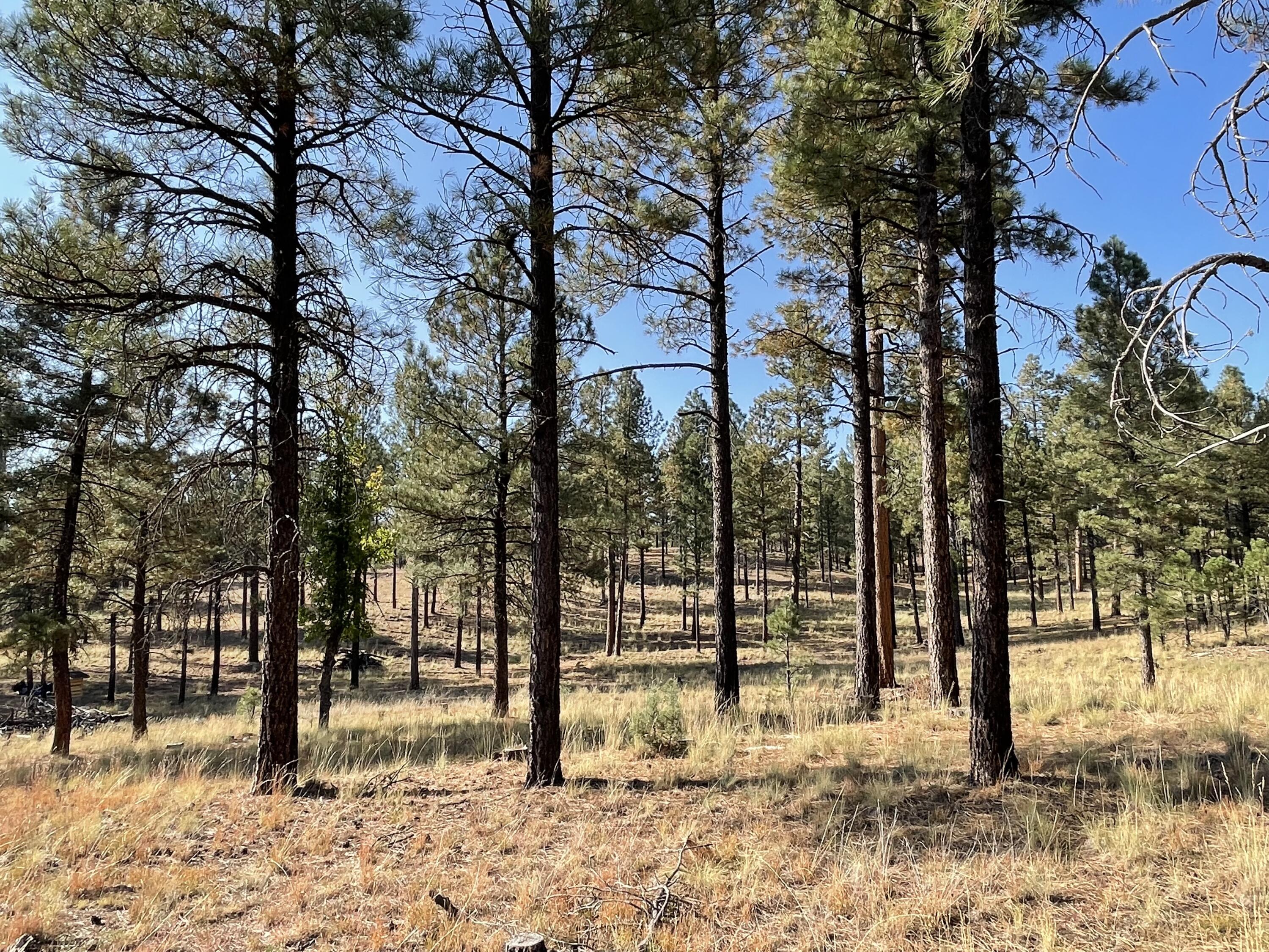 7337 Forest Service 122 Road Happy Jack, AZ 86024 - Photo 14 of 33