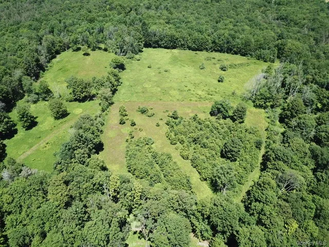 a view of a forest with a tree