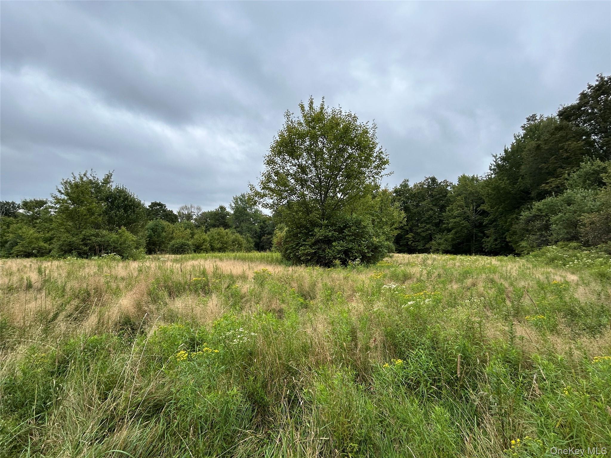 Tbd Ahrens Road Parksville, NY 12768 - Photo 19 of 22 a view of a yard with a tree in the background