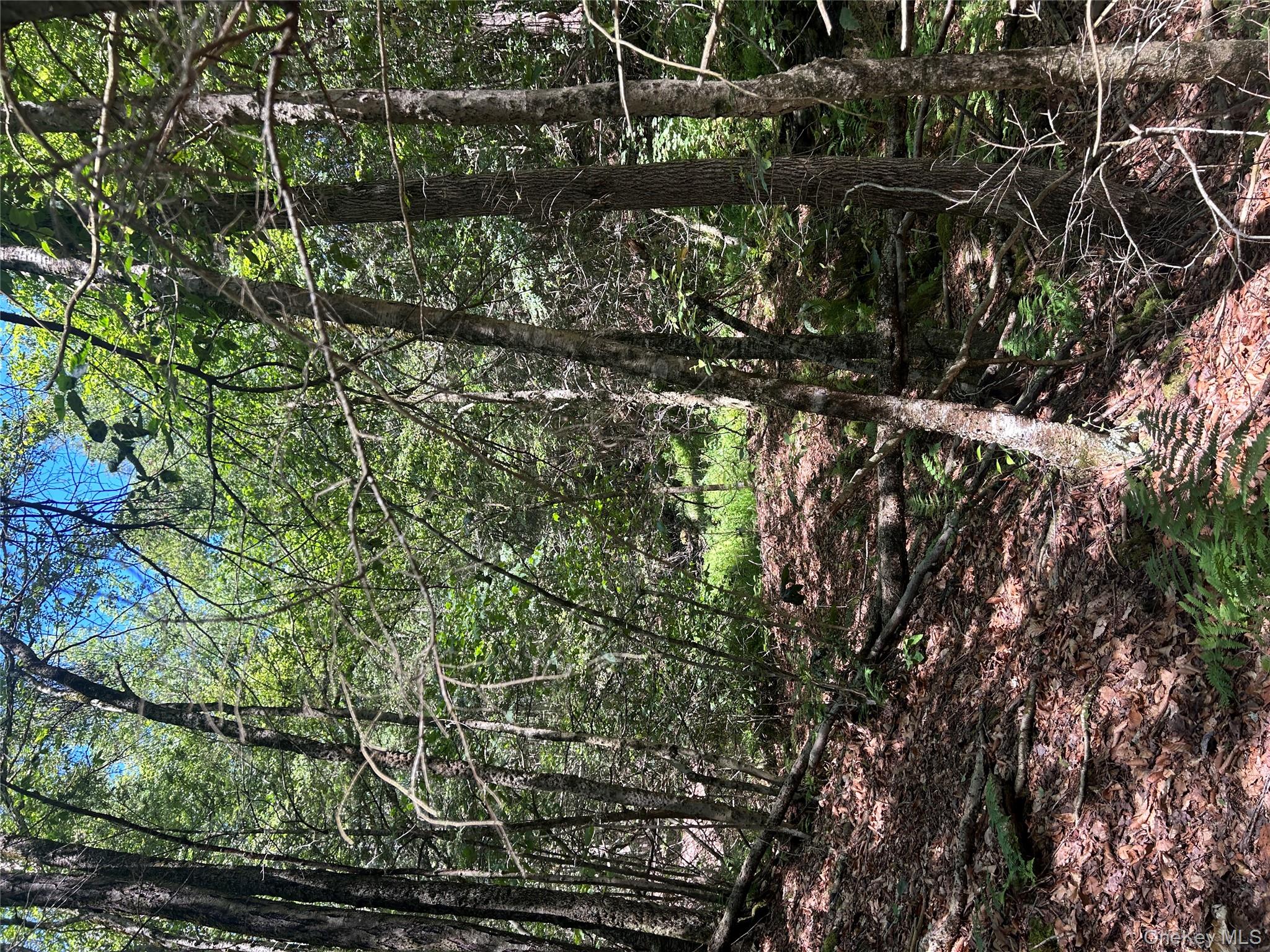 Tbd Ahrens Road Parksville, NY 12768 - Photo 7 of 22 a backyard of a house with lots of green space