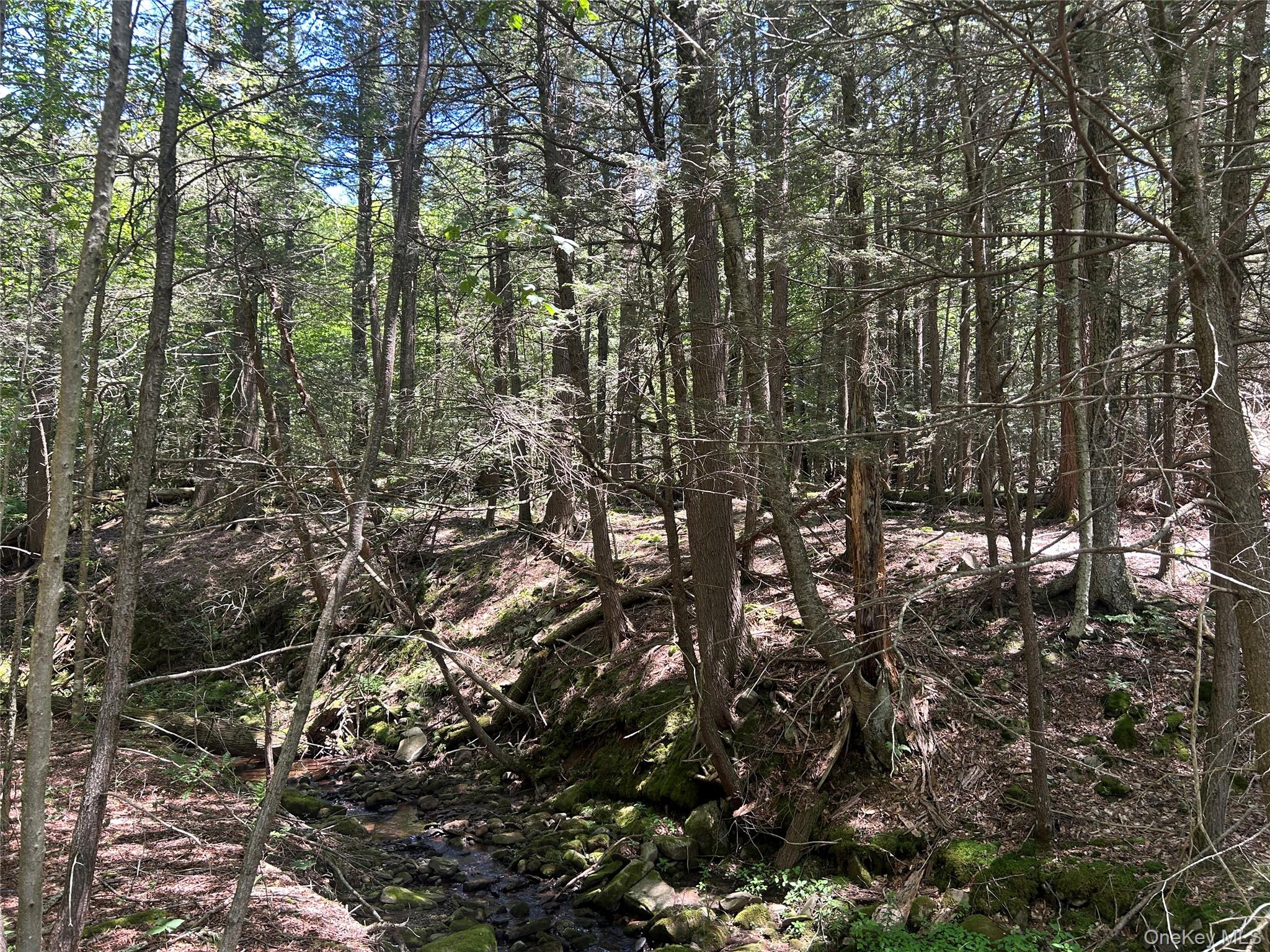 Tbd Ahrens Road Parksville, NY 12768 - Photo 8 of 22 a view of forest