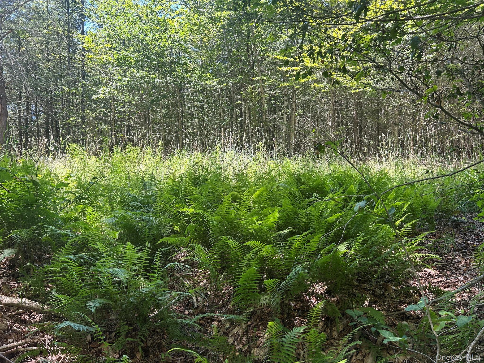 Tbd Ahrens Road Parksville, NY 12768 - Photo 9 of 22 a view of a yard with plants and a bench
