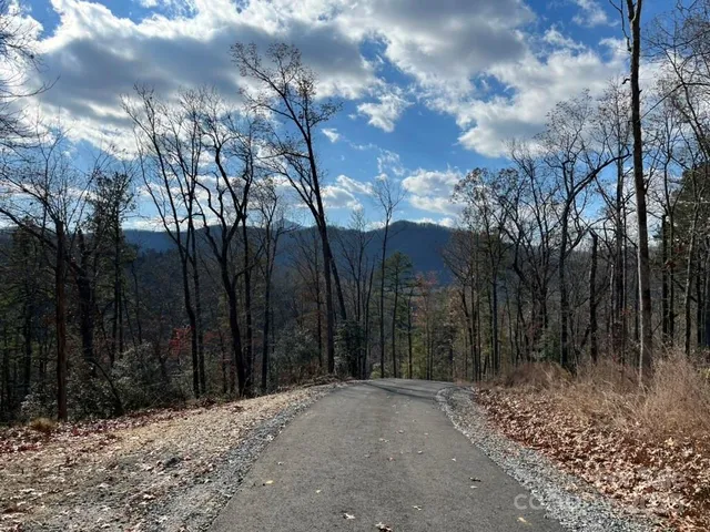 a view of a forest with a mountain