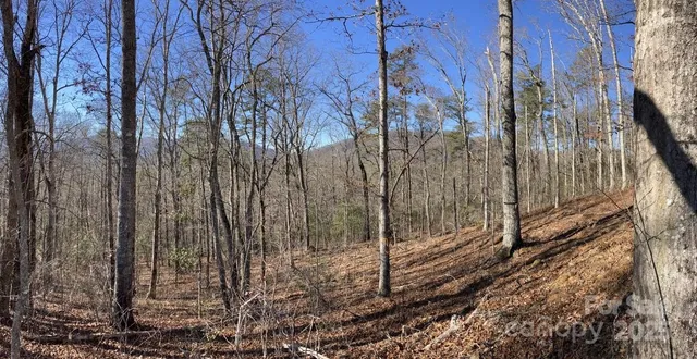 a view of a backyard with large trees