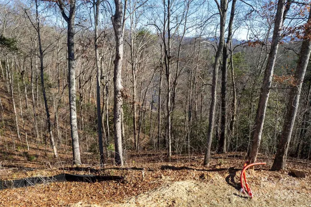 a view of a forest that has large trees