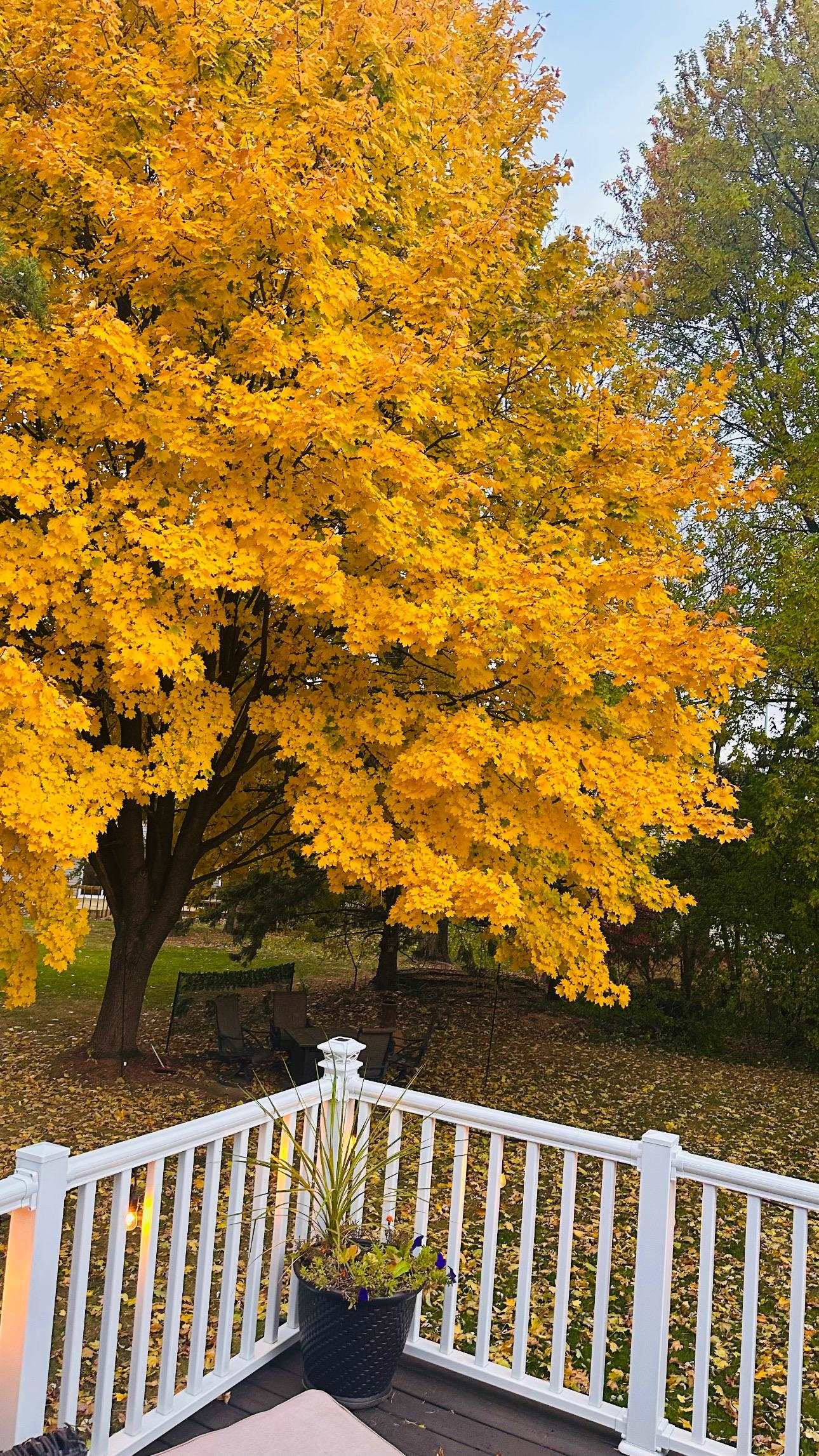 10 Sandy Court Madison, WI 53717 - Photo 48 of 50