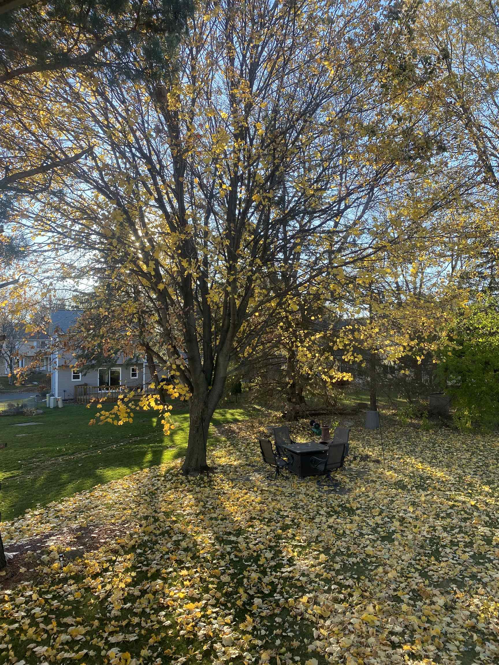 10 Sandy Court Madison, WI 53717 - Photo 49 of 50