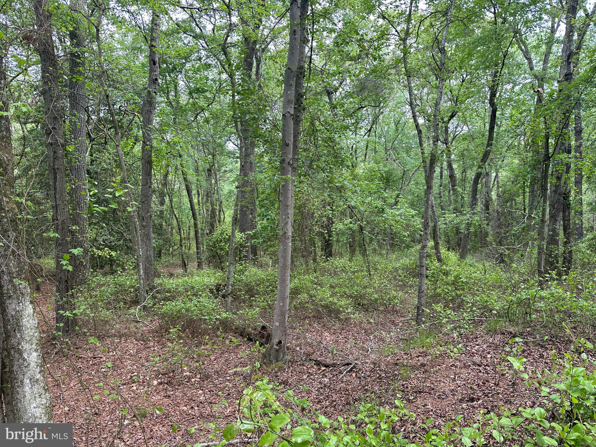 28403 Old Eden Road Eden, MD 21822 - Photo 16 of 46 a view of a forest that has large trees