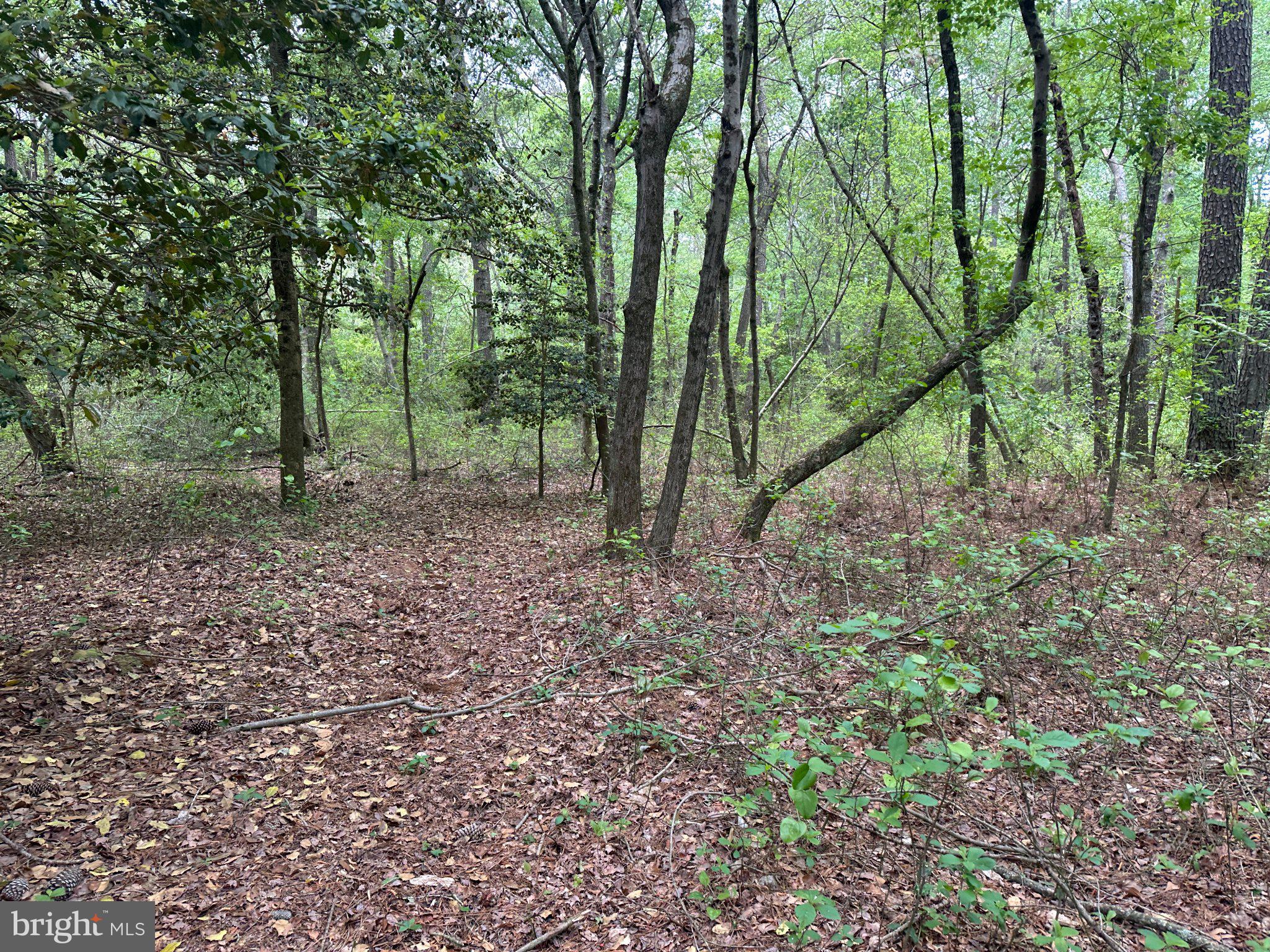 28403 Old Eden Road Eden, MD 21822 - Photo 19 of 46 a view of a forest with trees in the background