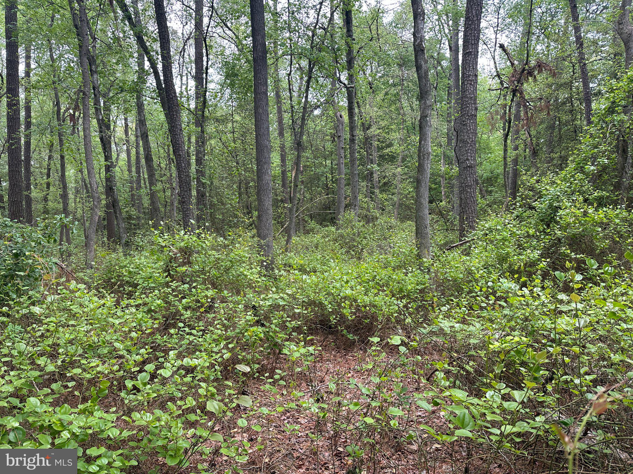 28403 Old Eden Road Eden, MD 21822 - Photo 20 of 46 a view of forest