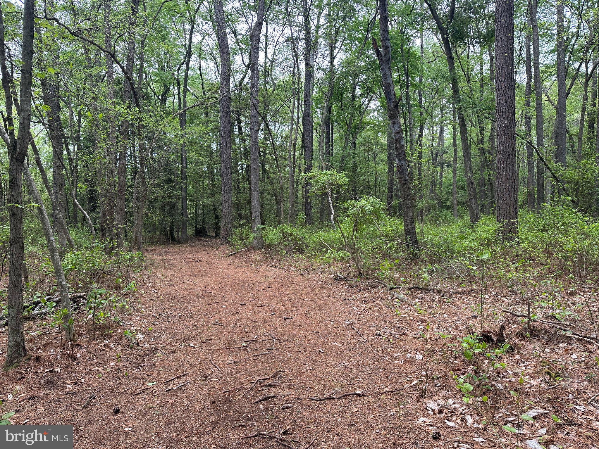 28403 Old Eden Road Eden, MD 21822 - Photo 21 of 46 a view of outdoor space and green space
