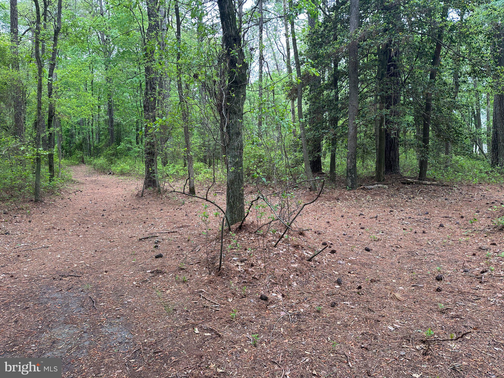 28403 Old Eden Road Eden, MD 21822 - Photo 22 of 46 a view of a forest with trees in the background