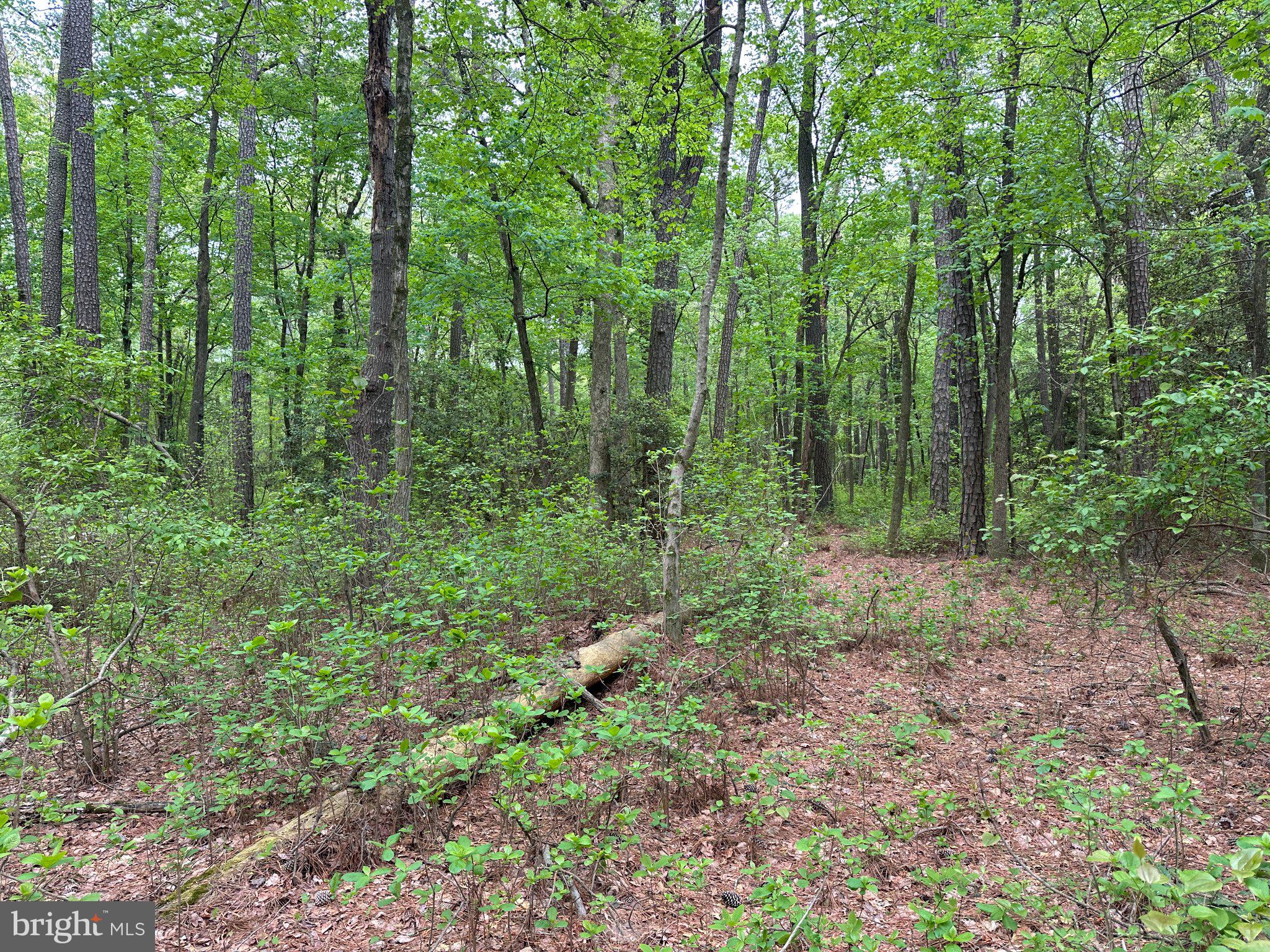 28403 Old Eden Road Eden, MD 21822 - Photo 23 of 46 a view of forest