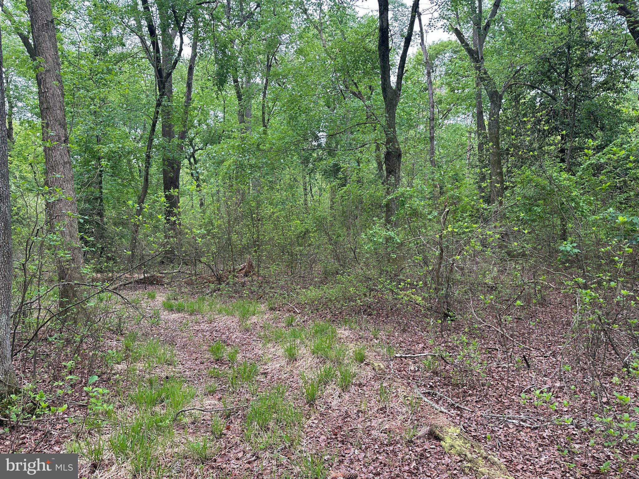 28403 Old Eden Road Eden, MD 21822 - Photo 7 of 46 a view of a forest that has large trees