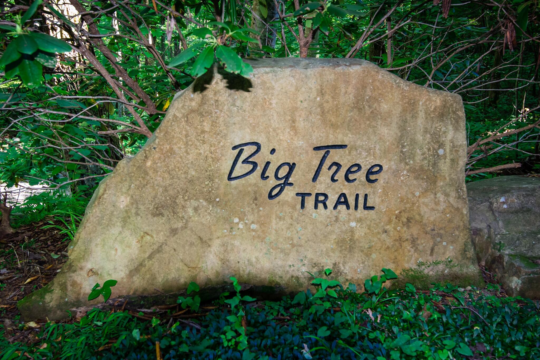 1347 Roaring Creek Road Dunlap, TN 37327 - Photo 63 of 89 Big Tree Trailhead