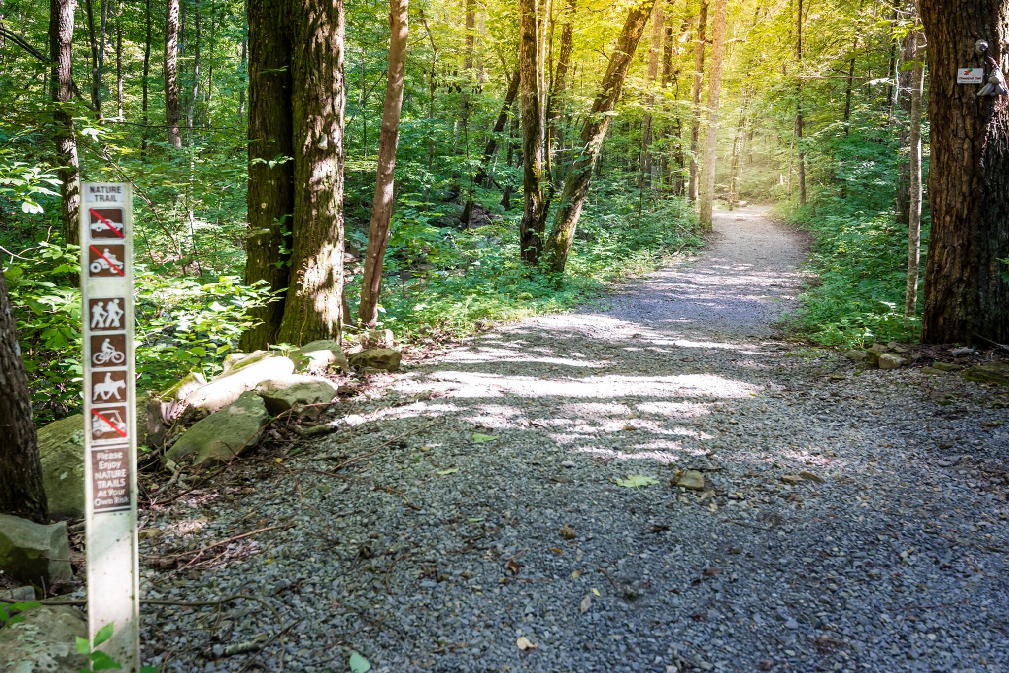 1347 Roaring Creek Road Dunlap, TN 37327 - Photo 64 of 89 Big Tree Trail