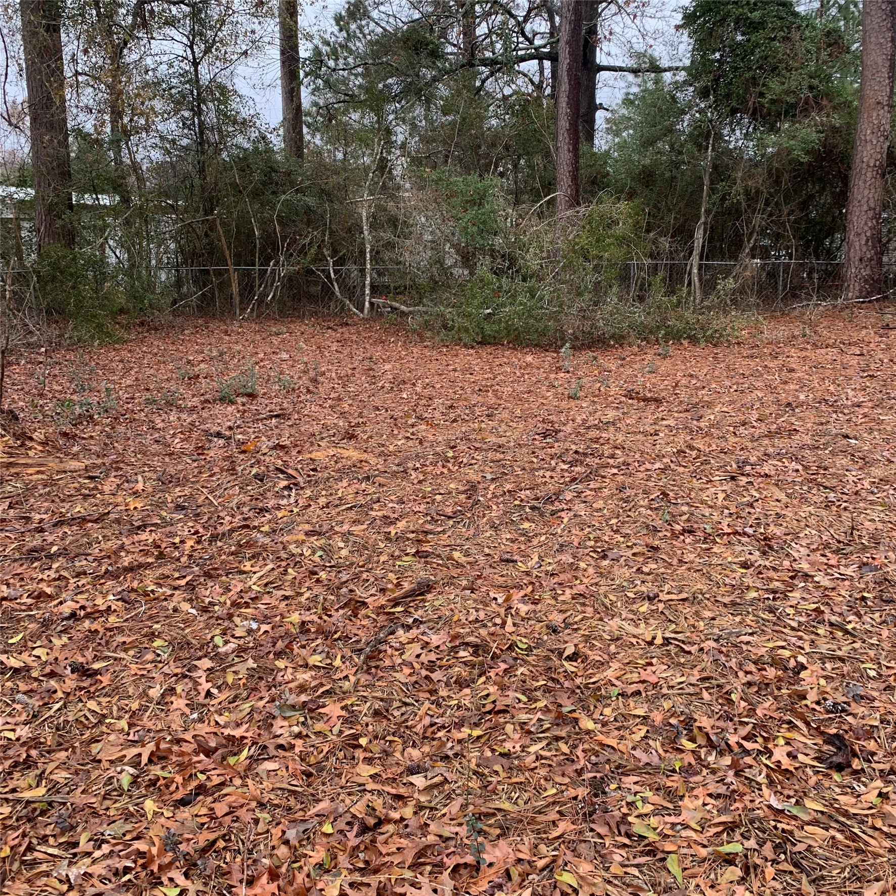 a view of a yard with trees